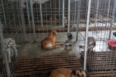 Str. Soveja microcip 642099000498641