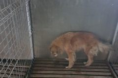 Str. Corbului microcip 642090000096334