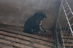 Str. Corbului microcip 642099000498696