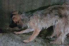 Str. Ctin Aldea microcip 642099000498692