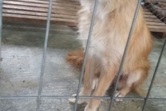 Bd. Mamaia Faleza Nord microcip 642099000498724