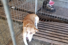 Str. Murelor microcip 642099000498580