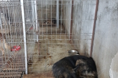 St. Mamaia Telegondola microcip 642099000498554