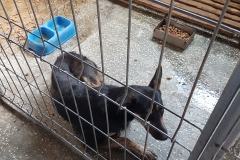 str. Fagetului microcip 642099000498567