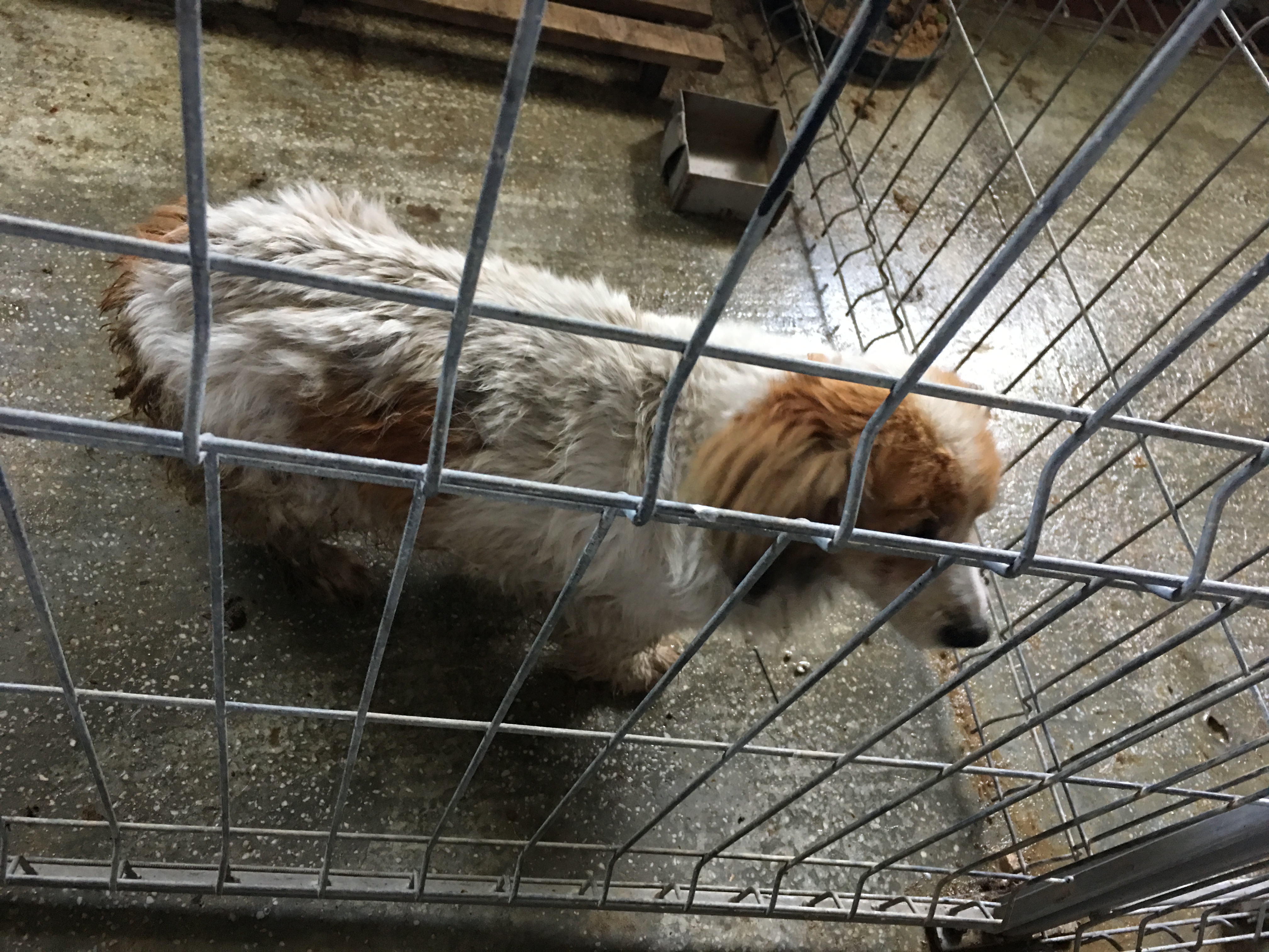 microcip 642090000085181(Str. Petru Cercel)