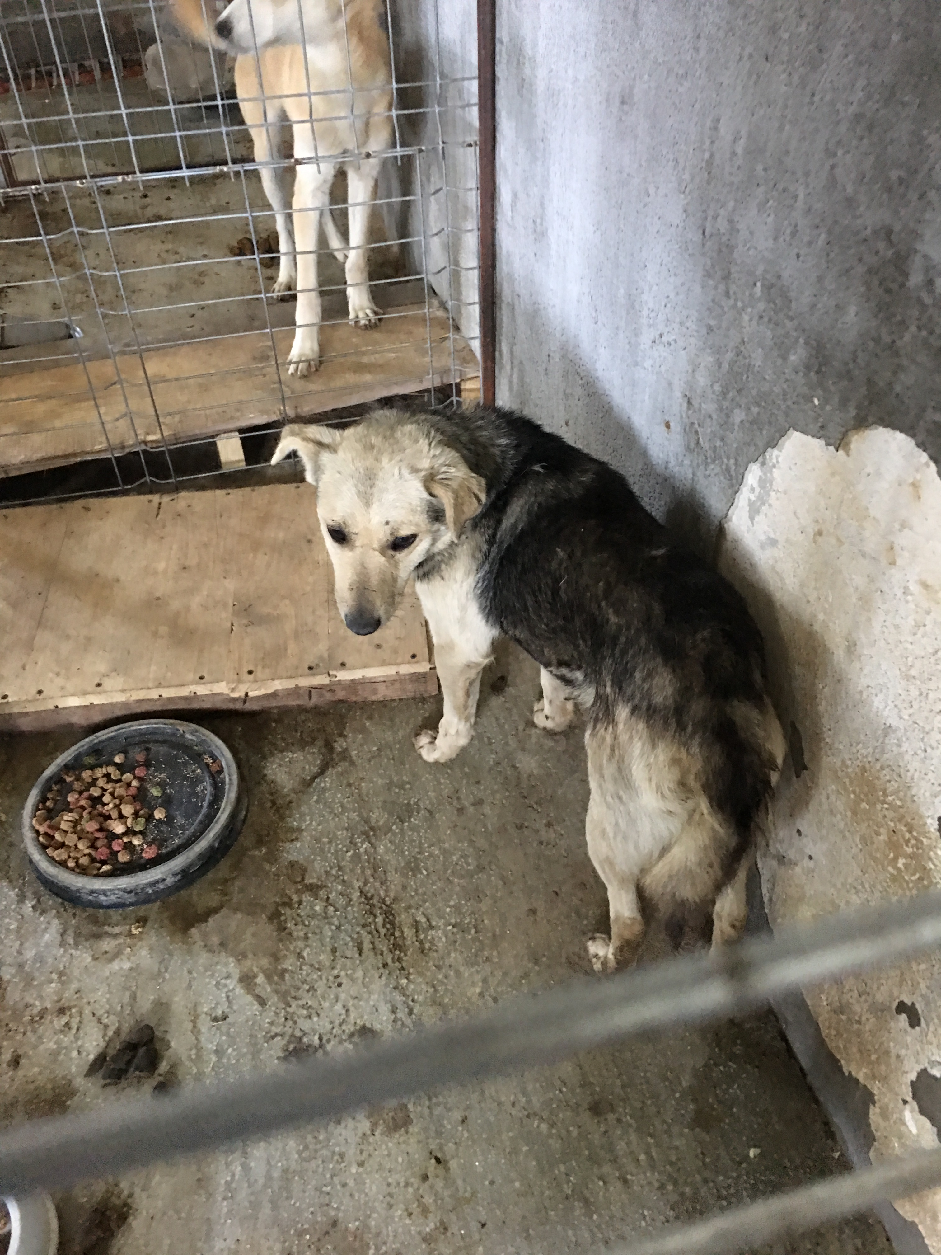 microcip 642098201621662 (str. Margaretei)