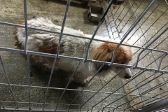 microcip 642090000085181(Str. Petru Cercel)