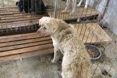 microcip 642098201621661 (palazu mare, linia 3)