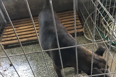 microcip 642098201621880 (str. strajerului)