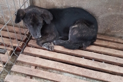 Piata Ovidiu microcip 642099000498810