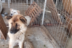 Str. Ion Ratiu microcip 642099000498824