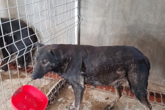 Str. Ion ratiu microcip 642099000498820