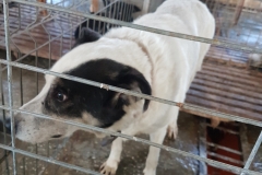 Str. Leonoardo da Vinci microcip 642099000498749