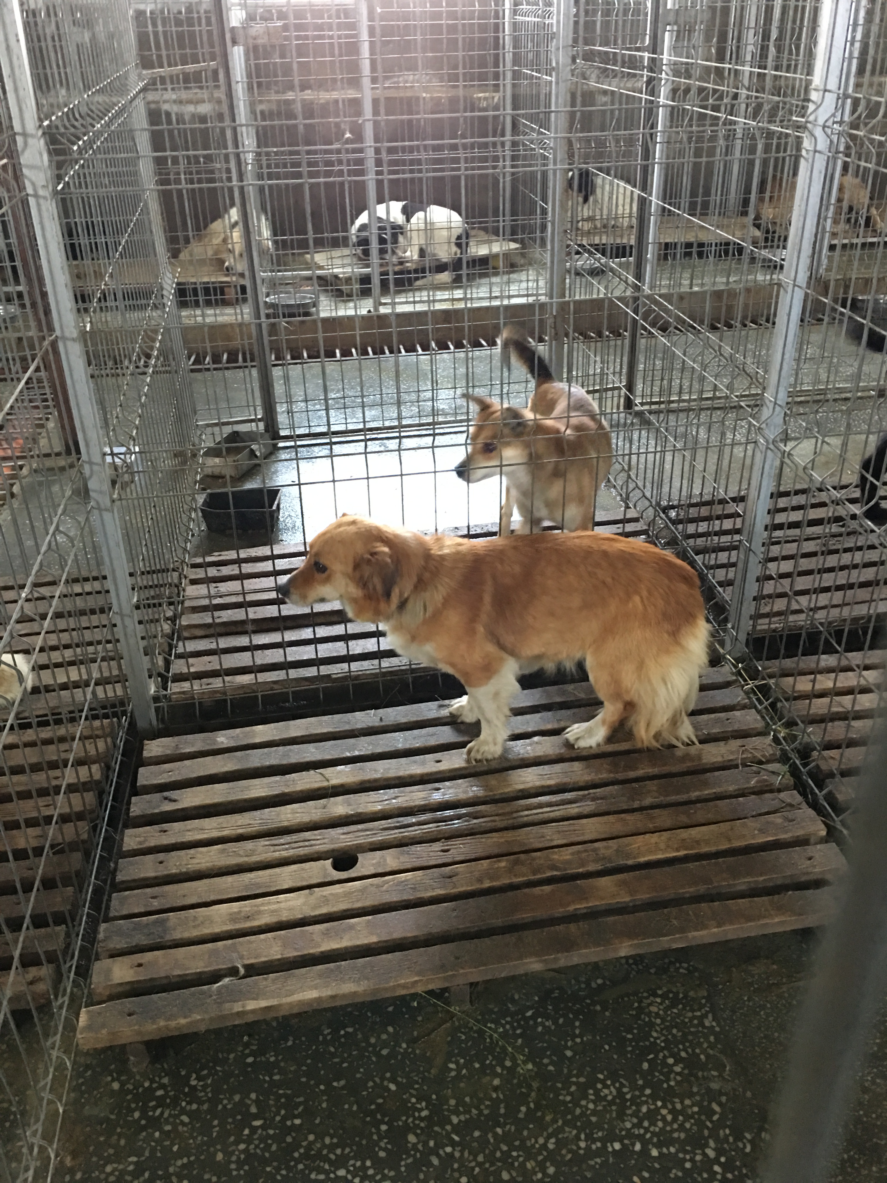 microcip 642098201621902 (str. Flavia)