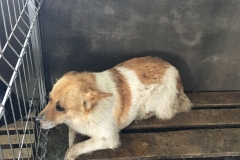 microcip 642098201621895 (str. Flavia)