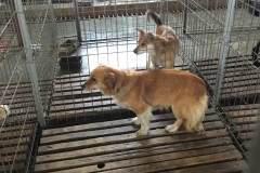 microcip 642098201621902 (str. Flavia)