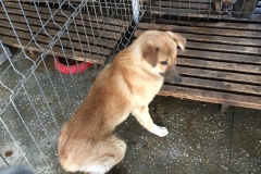 microcip 642098201622058 (str. Tractorului)