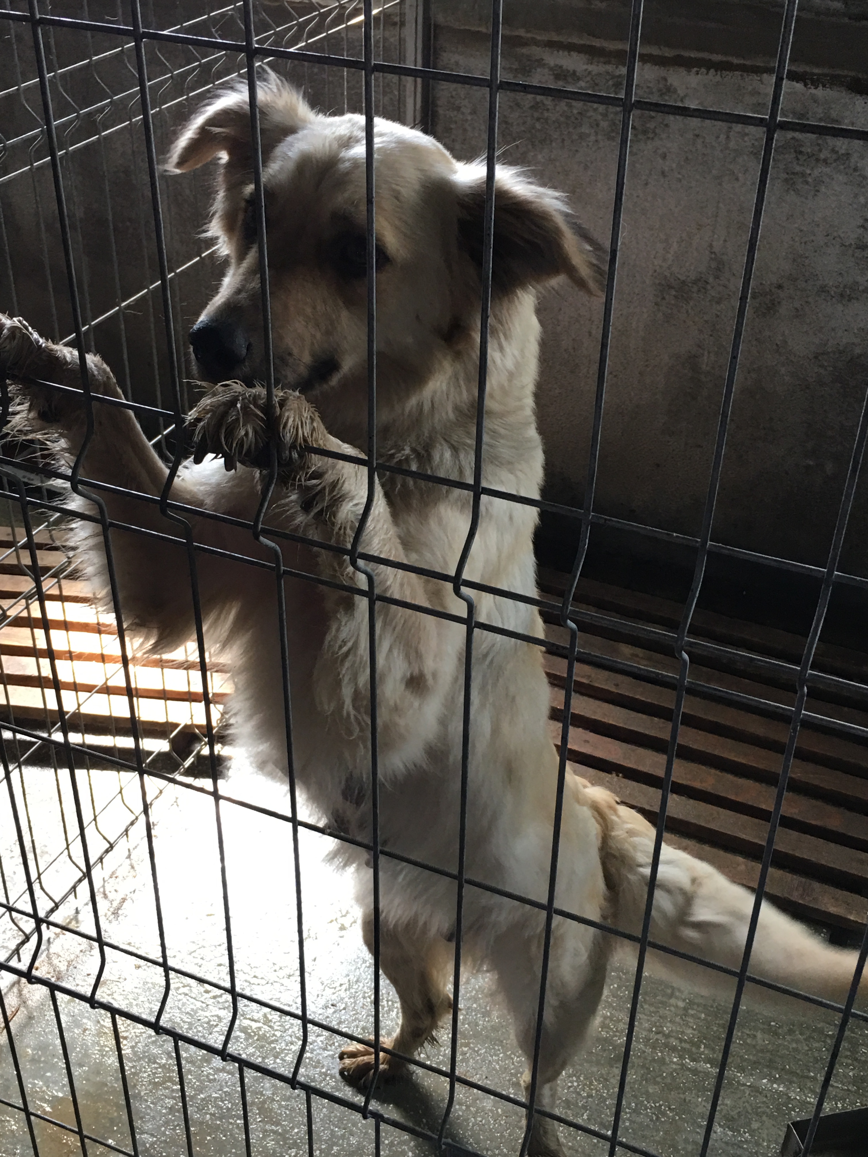 microcip 642098201621645 (str. Brizei)