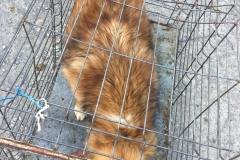 microcip 642098200810572 (str. Brizei .)