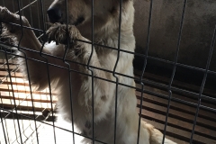 microcip 642098201621645 (str. Brizei)
