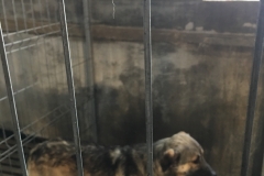 microcip 642098201621646 (str. Rascoalei)