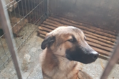 Sos. Mangaliei microcip 642099000558322