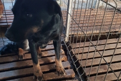 Str. Corbului microcip 642099000558310