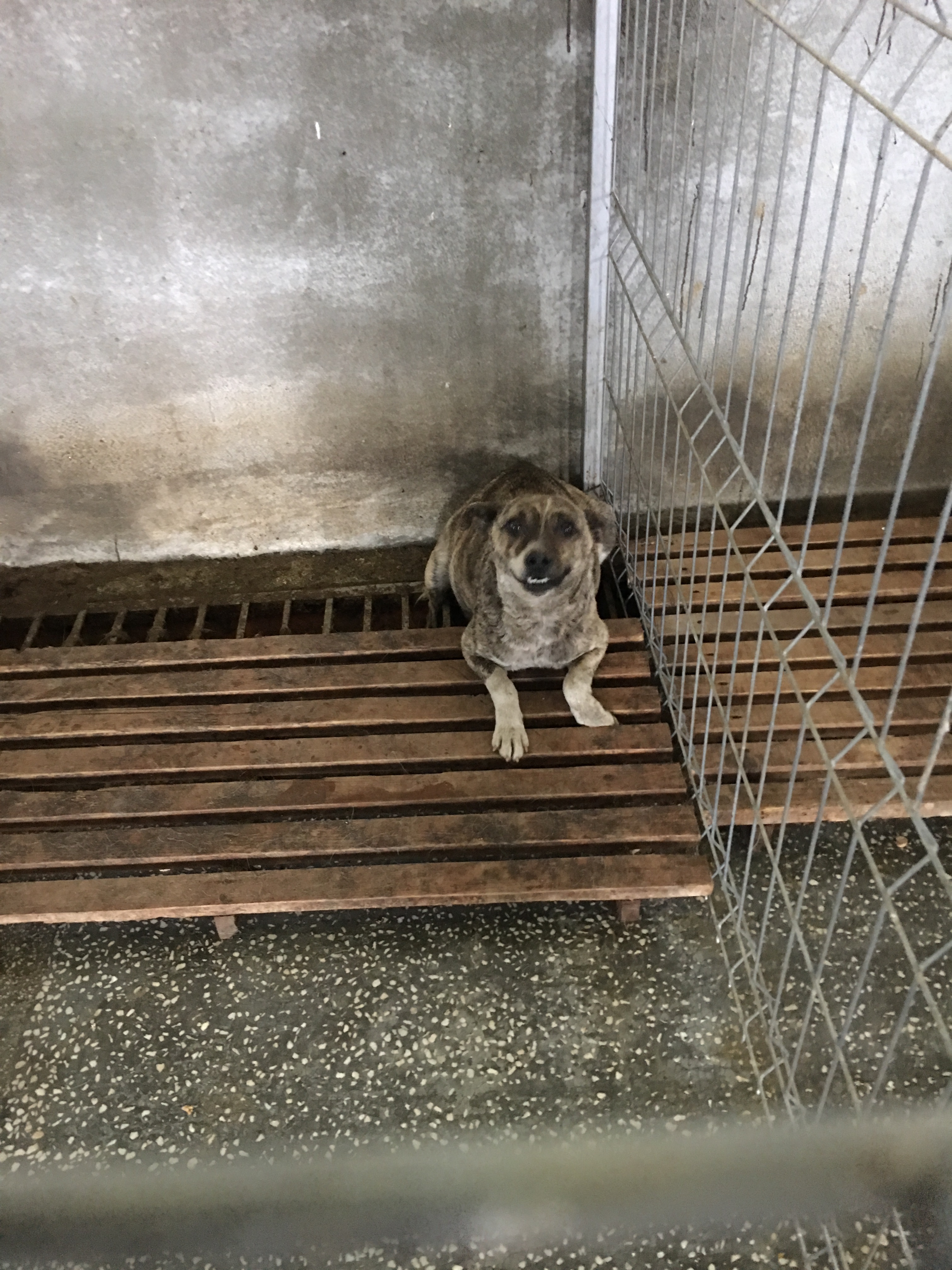 microcip 642098201621910( str. Hotmanul Luca Arbore km 5)