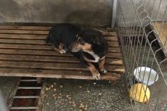 microcip 642098201621909 (str. Rasuri)