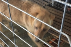 microcip 642099000445311 ( Dumbrava Rosie)