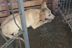 microcip 642099000445313 ( Strada Maramures)