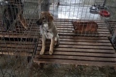 Str. Pescarilor microcip 642099000498822