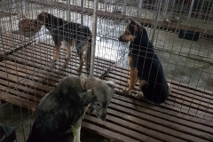 str. Jadului microcip 642099000498825