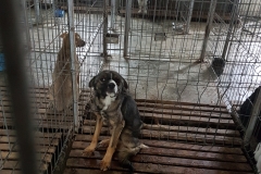 str. Tabla Butii microcip 642099000498819