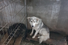 str. marasesti microcip 642099000498806
