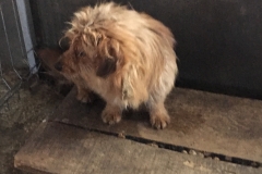 microcip 642099000445051 ( str. Maramures)