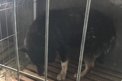 microcip 642099000445073 ( str. Gheorghe Marinescu)