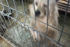 microcip 642098201621637 (Valea Alba)