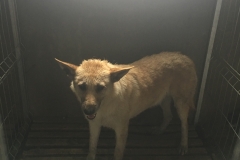 microcip 642098201621640 ( Piata 4-5)