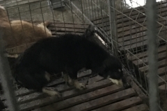 microcip 642099000445066 ( str. Maramures )