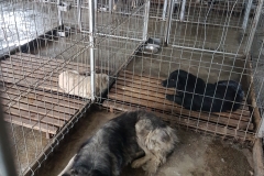 Str. Badea Cartan microcip 642099000498855