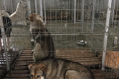 microcip 642098201621632 (BABA NOVAC)
