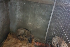 Bd. Mamaia microcip 642099000498872