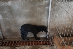 Bd. Mamaia microcip 642099000498870