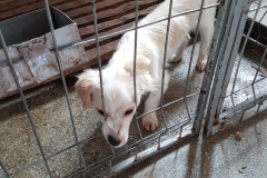 Str. Semanatorului-Str.Soveja microcip 642099000498662