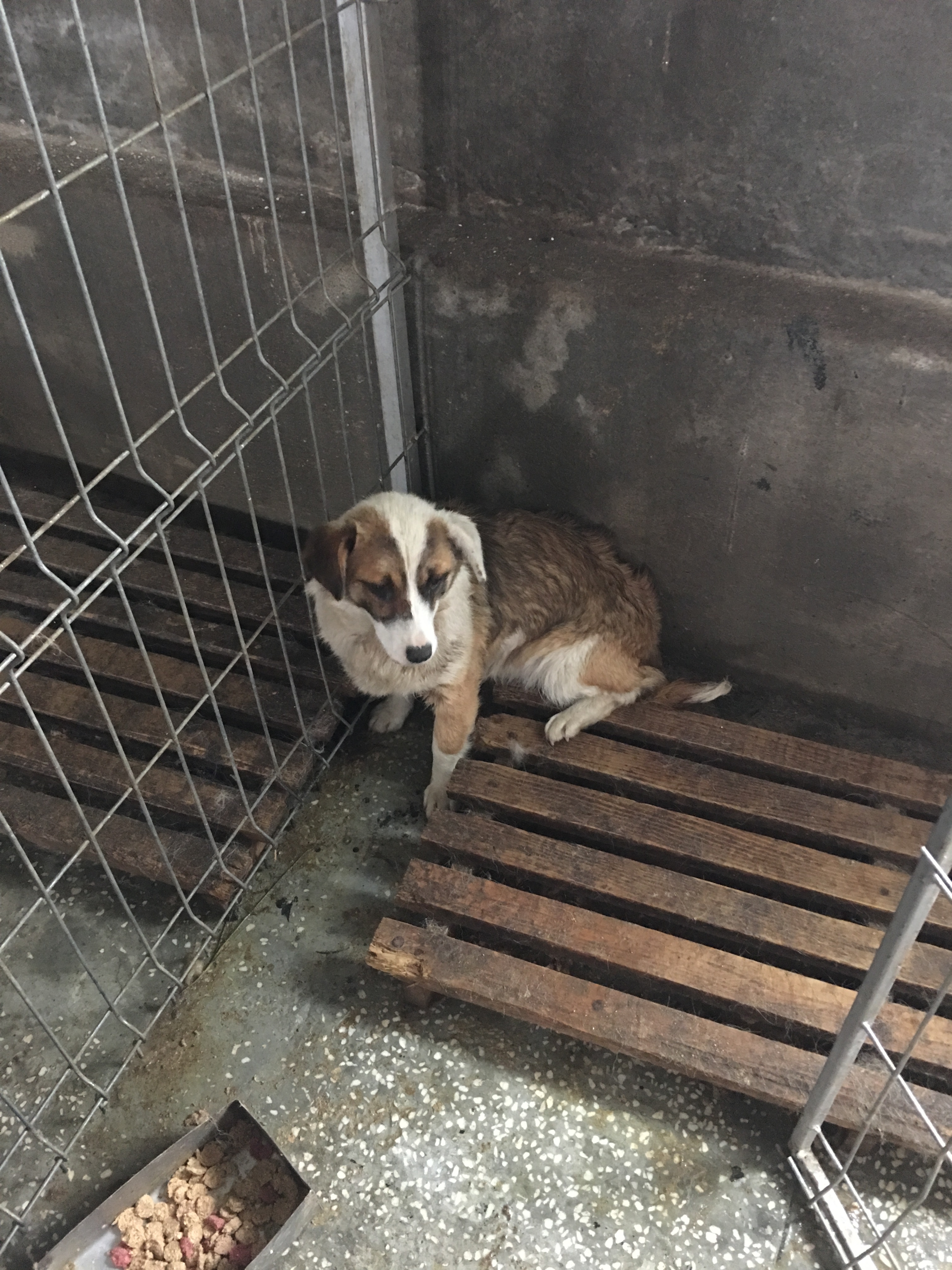 microcip 642098201621867 ( Str. Verde)