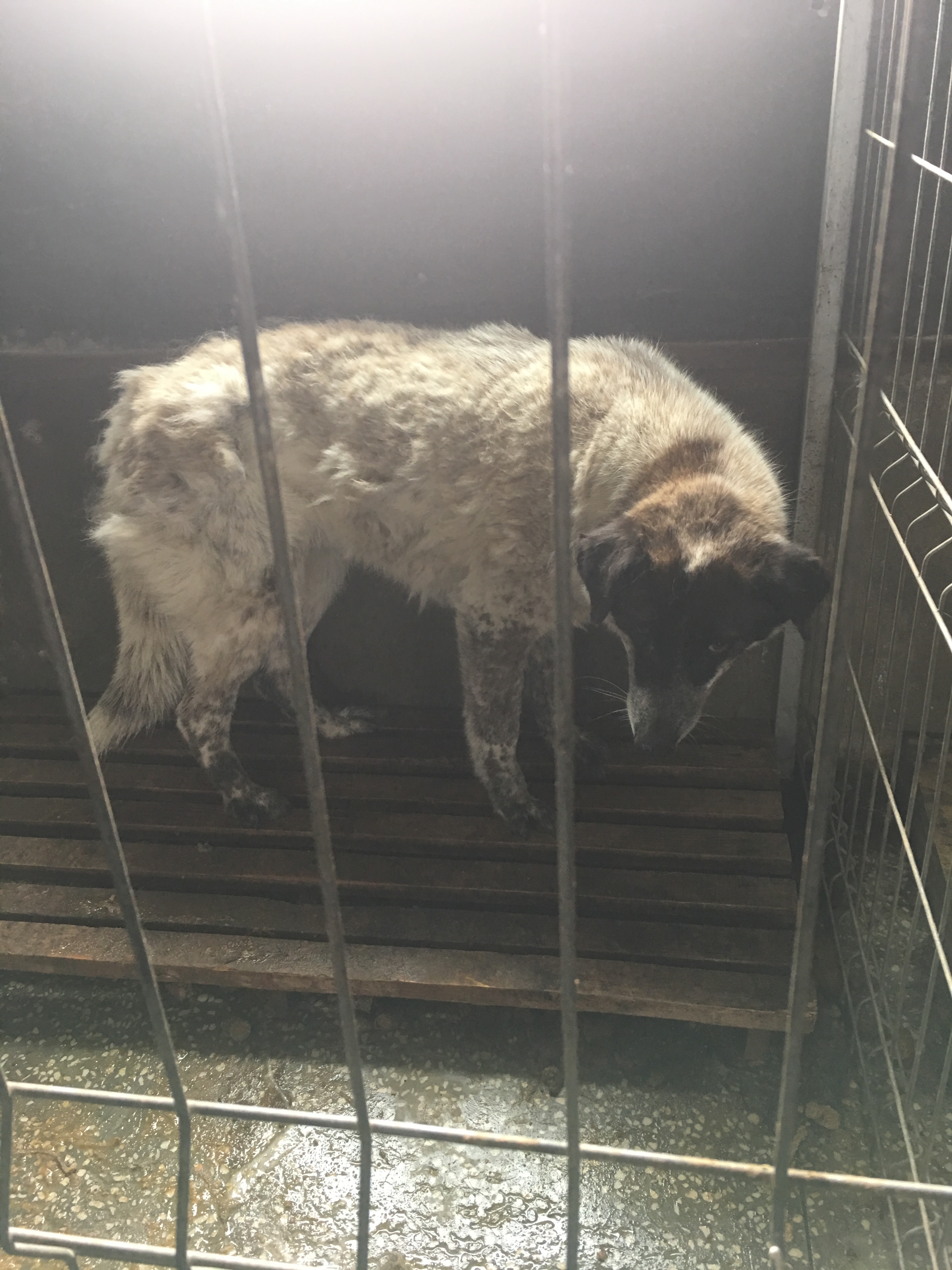 microcip 642098201621891 (Baba novac)