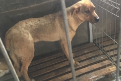 microcip 642098201621866 ( str. Constantin Bobescu