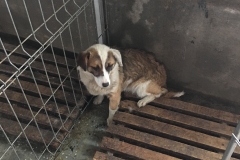 microcip 642098201621867 ( Str. Verde)