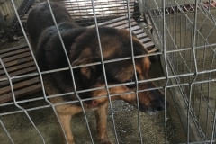microcip 642098201621872 ( str. Rapsodiei)